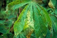 Cassava Bacterial Blight*