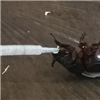 Figure 2. Adult beetle being infected with virus at the GPPOL laboratory.