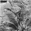 Figure 1. Young oil palm damaged by coconut rhinoceros beetle.