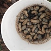 Beetles and larvae’s found at one of the clean-up sites