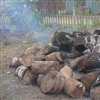 Chopped coconut trunks being burned at the disposal site
