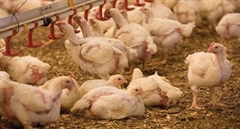 Gov’t bans imports of poultry products from Australia