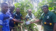 Biosecurity officers investigate alleged beetle incursion on Noni