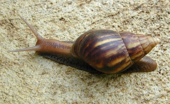 Giant African Snail