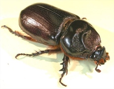 Coconut Rhinoceros Beetle