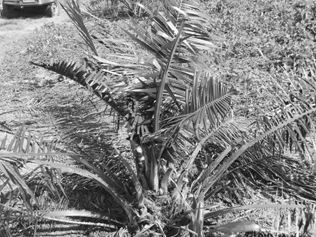 Figure 1. Young oil palm damaged by coconut rhinoceros beetle.